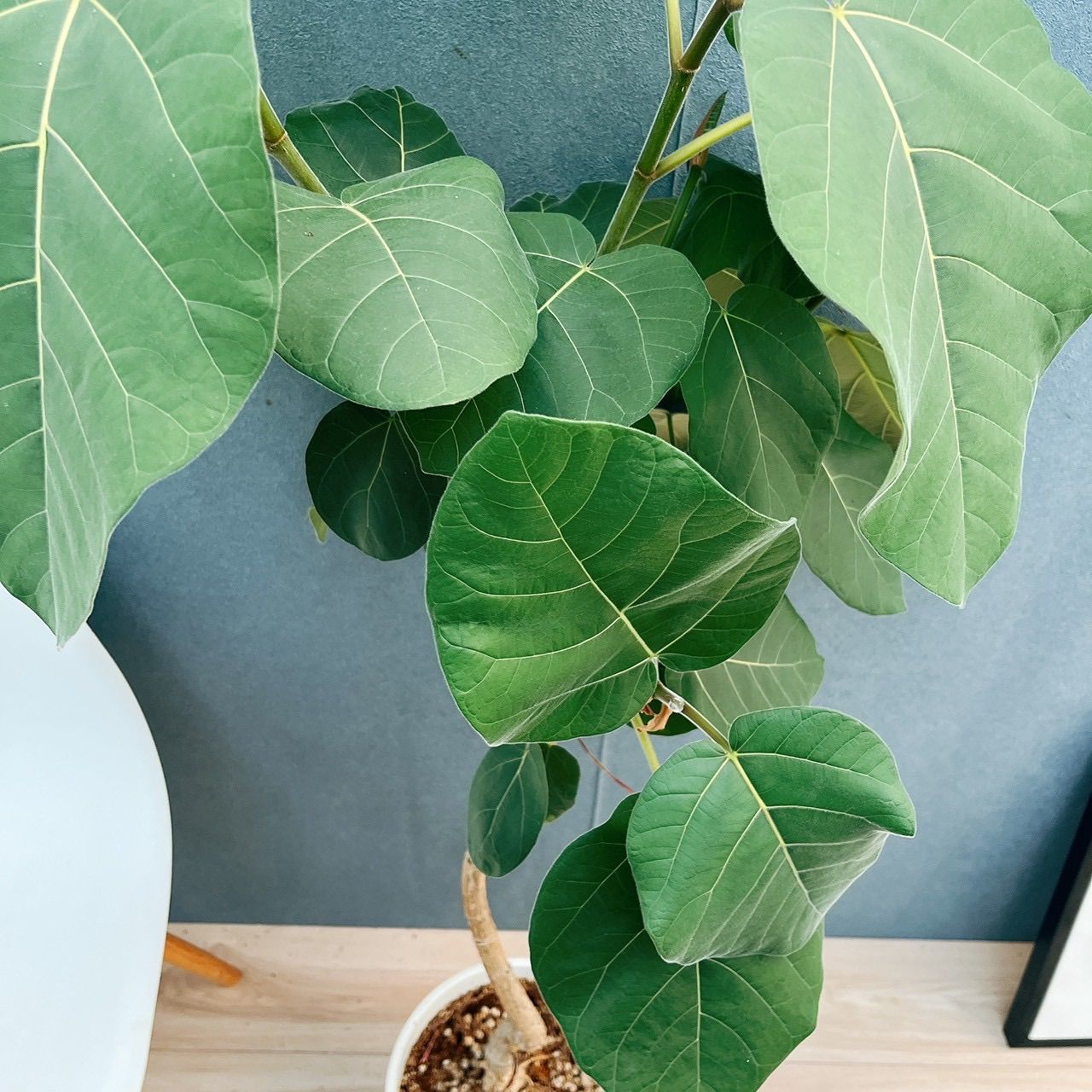 現品］☆珍しい☆ 31番 フィカス エベレスト 曲がり 7号 観葉植物 室内