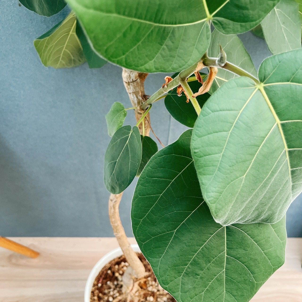 現品 フィカス ゴムの木 エベレスト 38 曲がり フィカスエベレスト