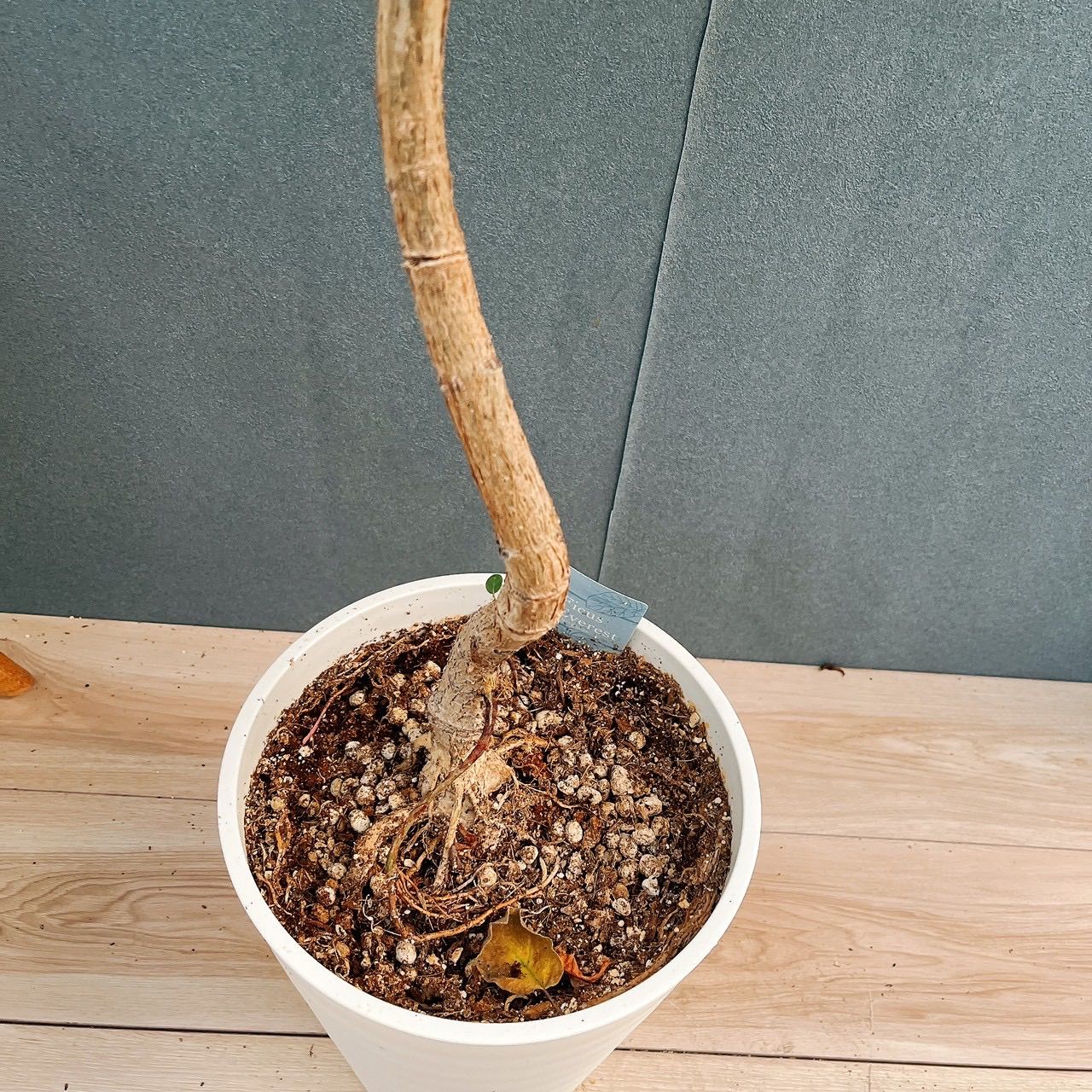 現品］☆珍しい☆ 31番 フィカス エベレスト 曲がり 7号 観葉植物 室内