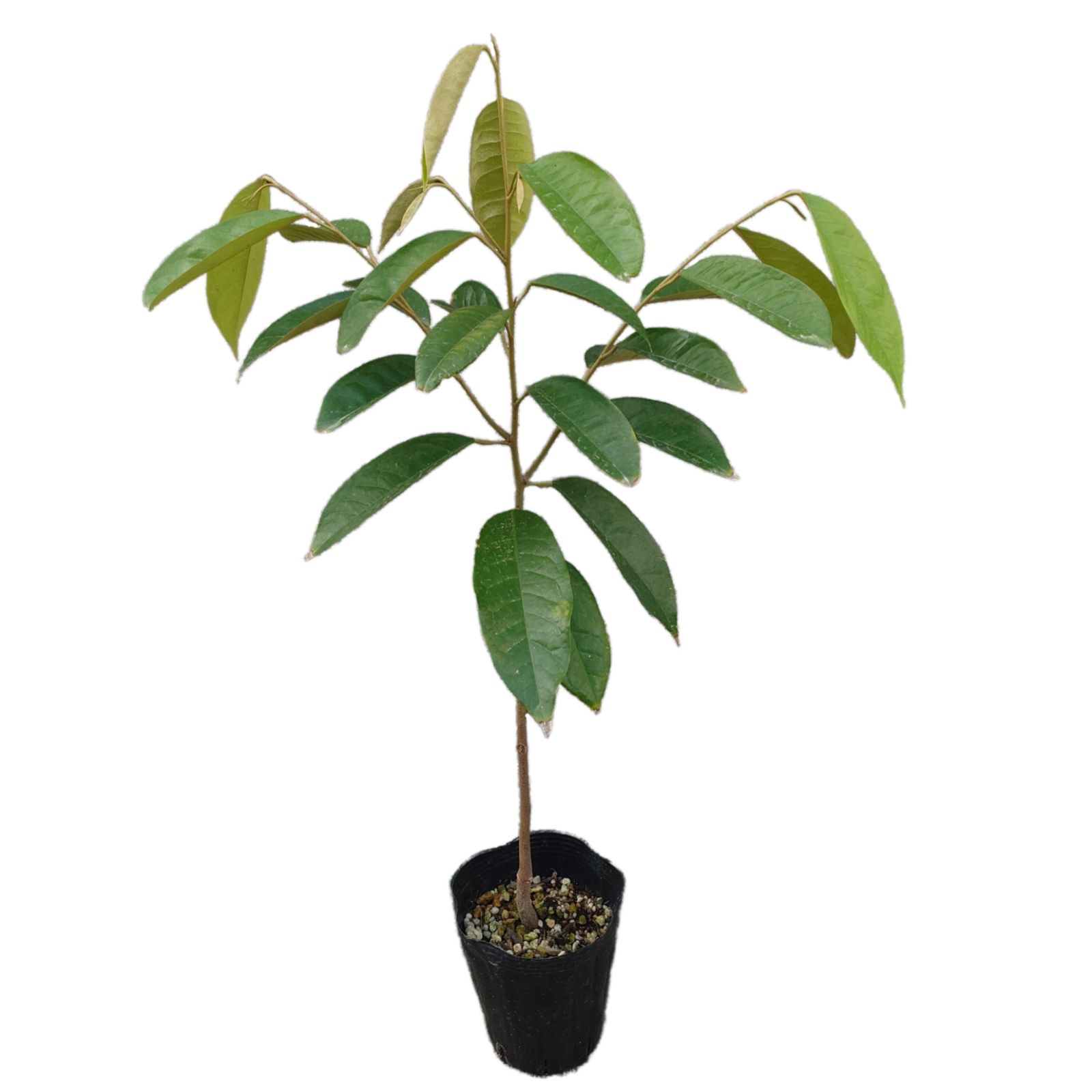 ドリアン苗Durio Graveolens苗 DG2 ドリアン苗Orange Durio Graveolens苗 DOG2 ドリアン苗Durio