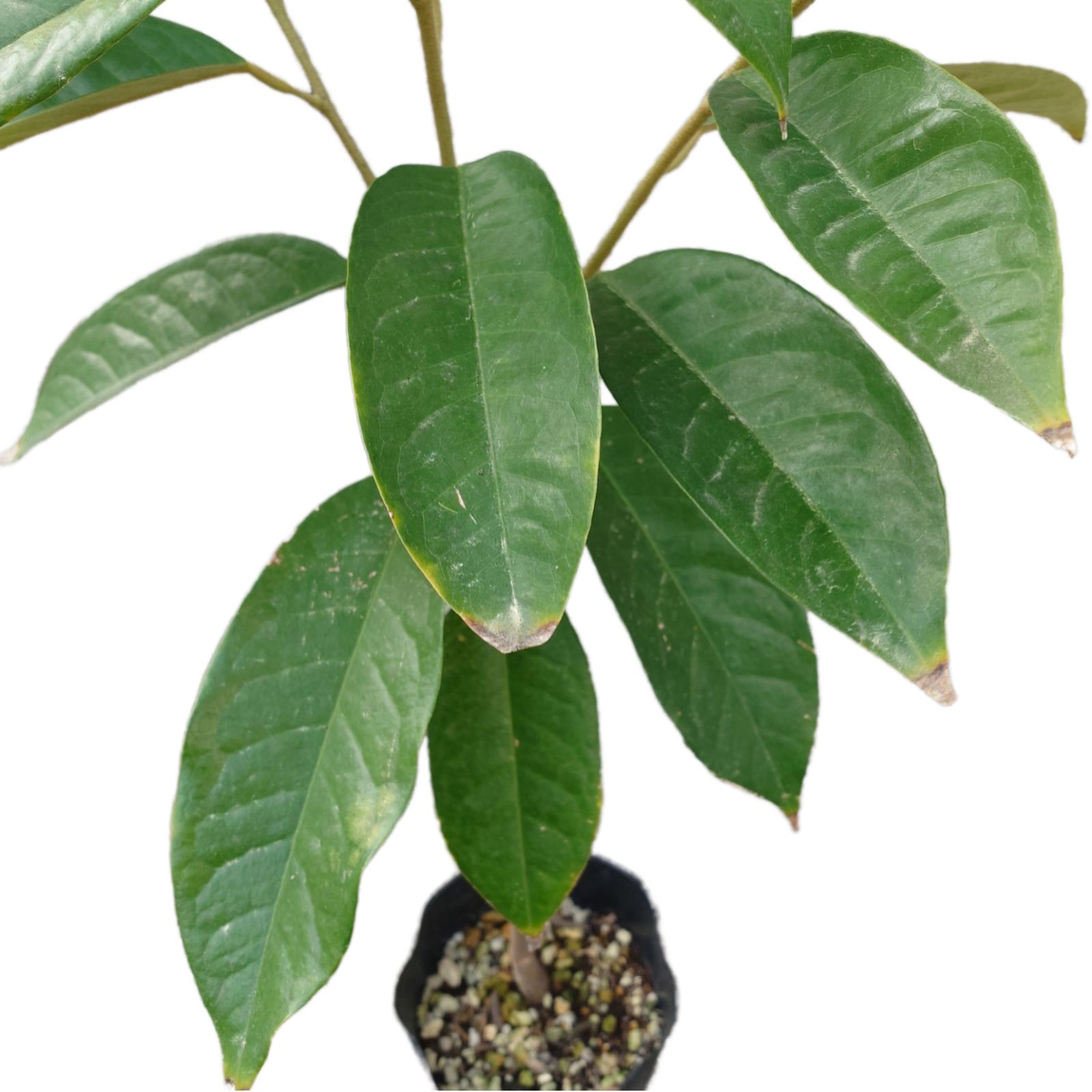 ドリアン激レア品種Durio Kutejensis 苗 ドリアン激レア品種Durio