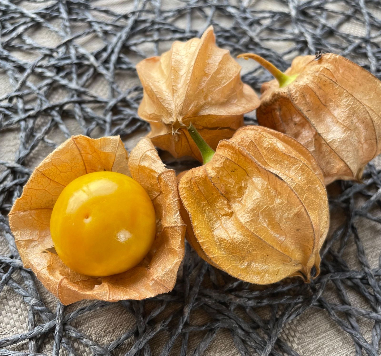 フルーツほおずき