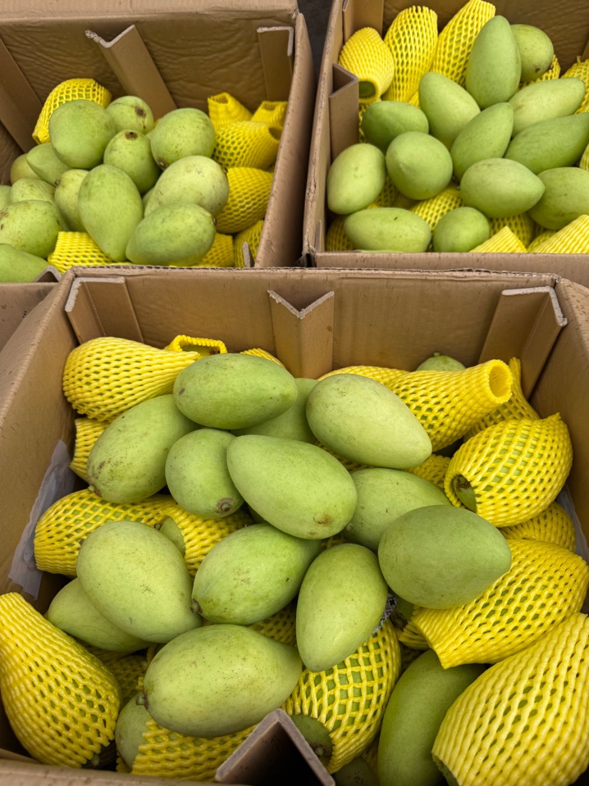 🥭ベトナム産グリーンマンゴー約1kg 3～6個 冷蔵発送 - メルカリ