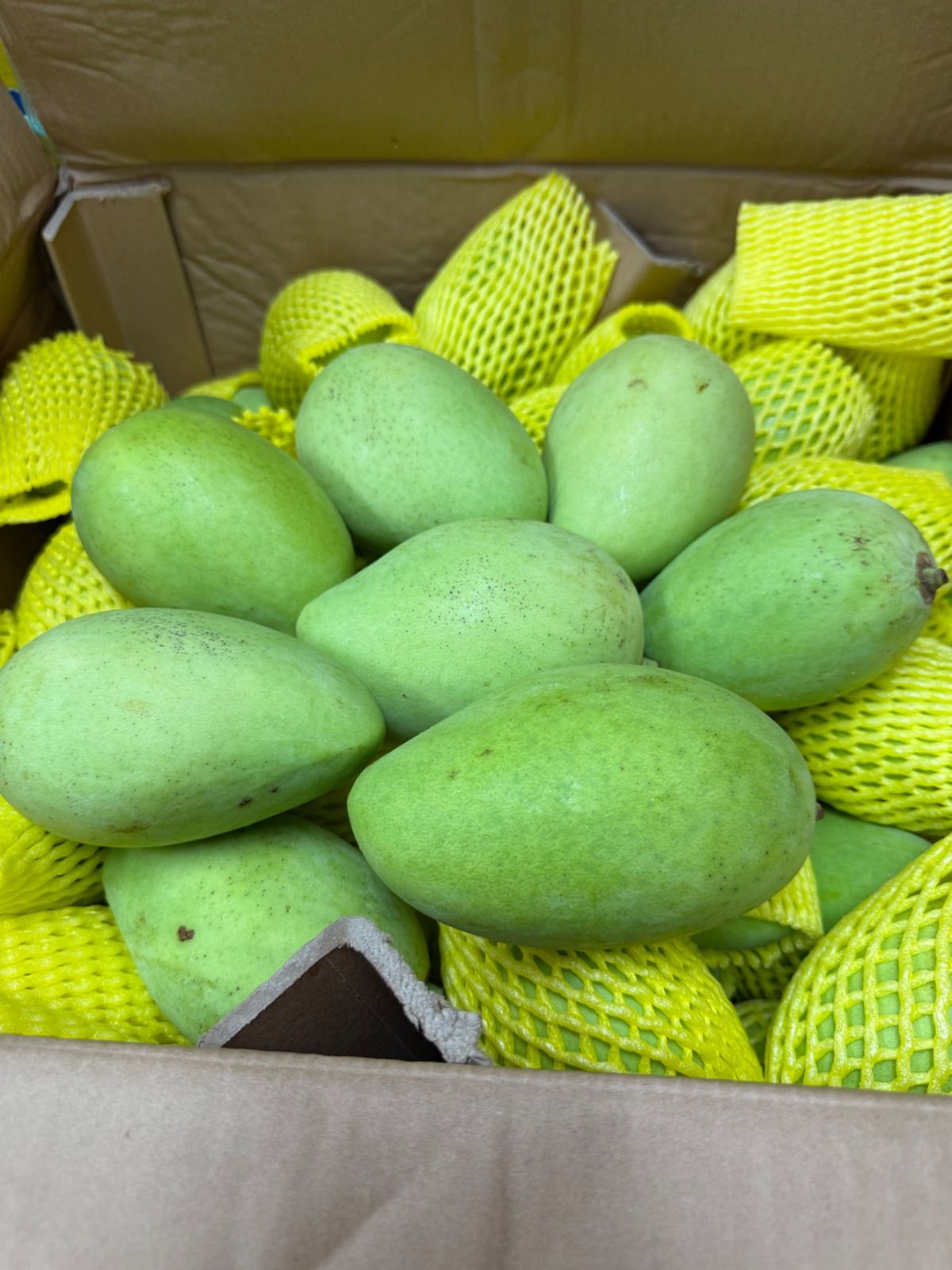 🥭ベトナム産グリーンマンゴー約1kg 3～6個 冷蔵発送 - メルカリ