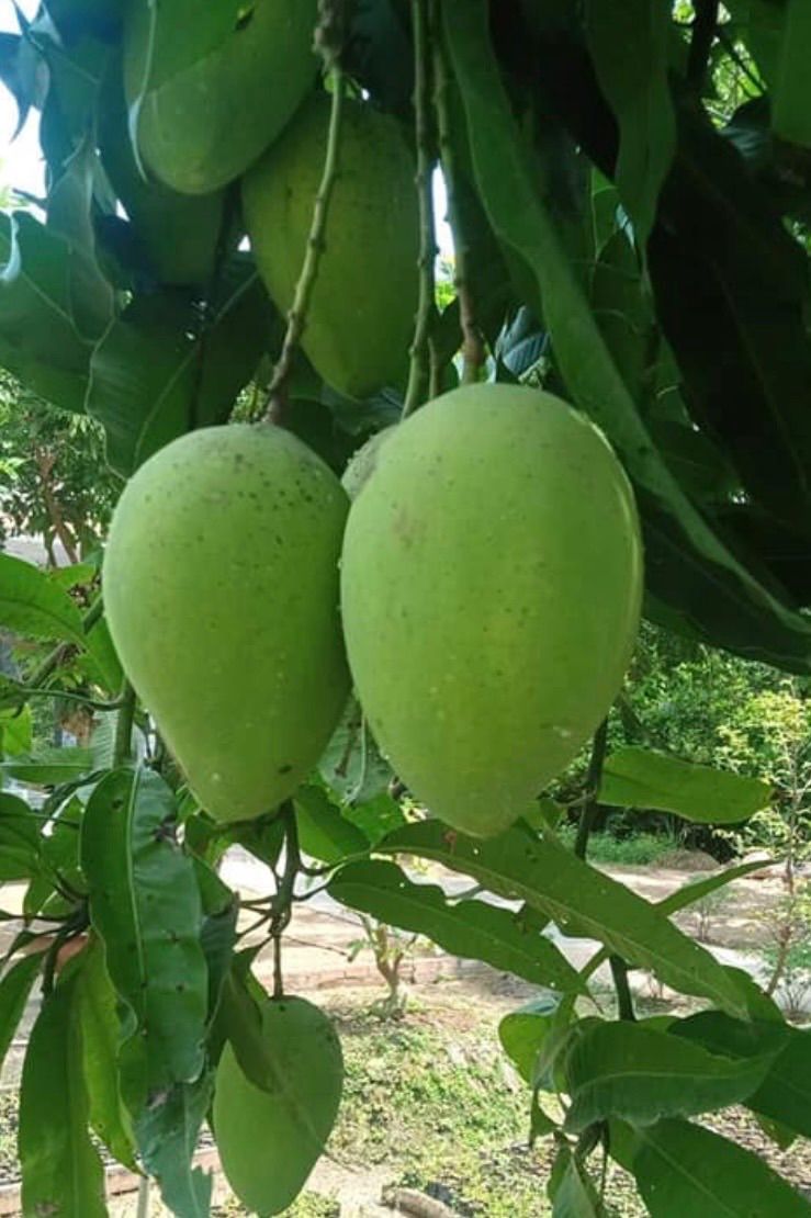 🥭ベトナム産グリーンマンゴー約1kg 3～6個 冷蔵発送 - メルカリ