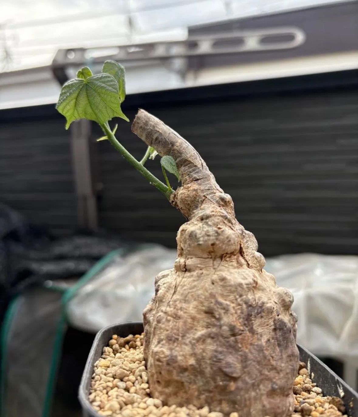 希少 超レア 塊根植物 firmiana colorata フィルミアナ ・コロラータ