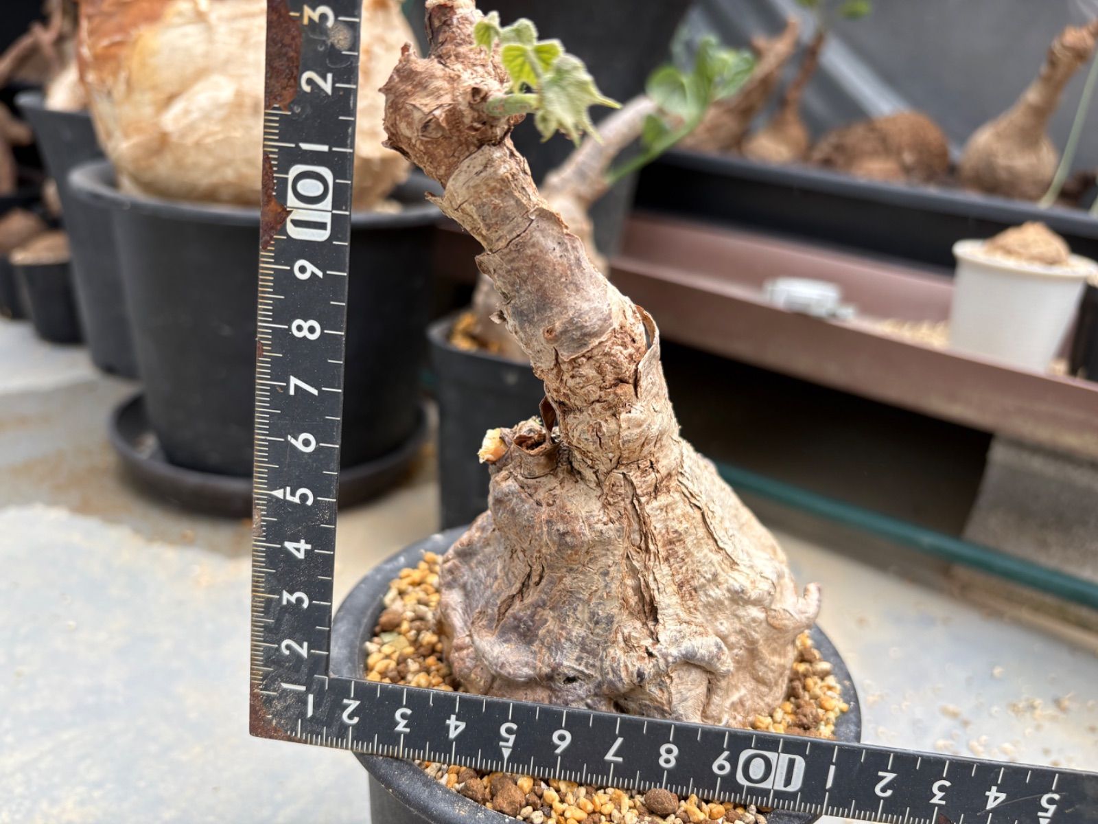 観葉植物 希少 超レア 塊根植物 firmiana colorata フィルミアナ