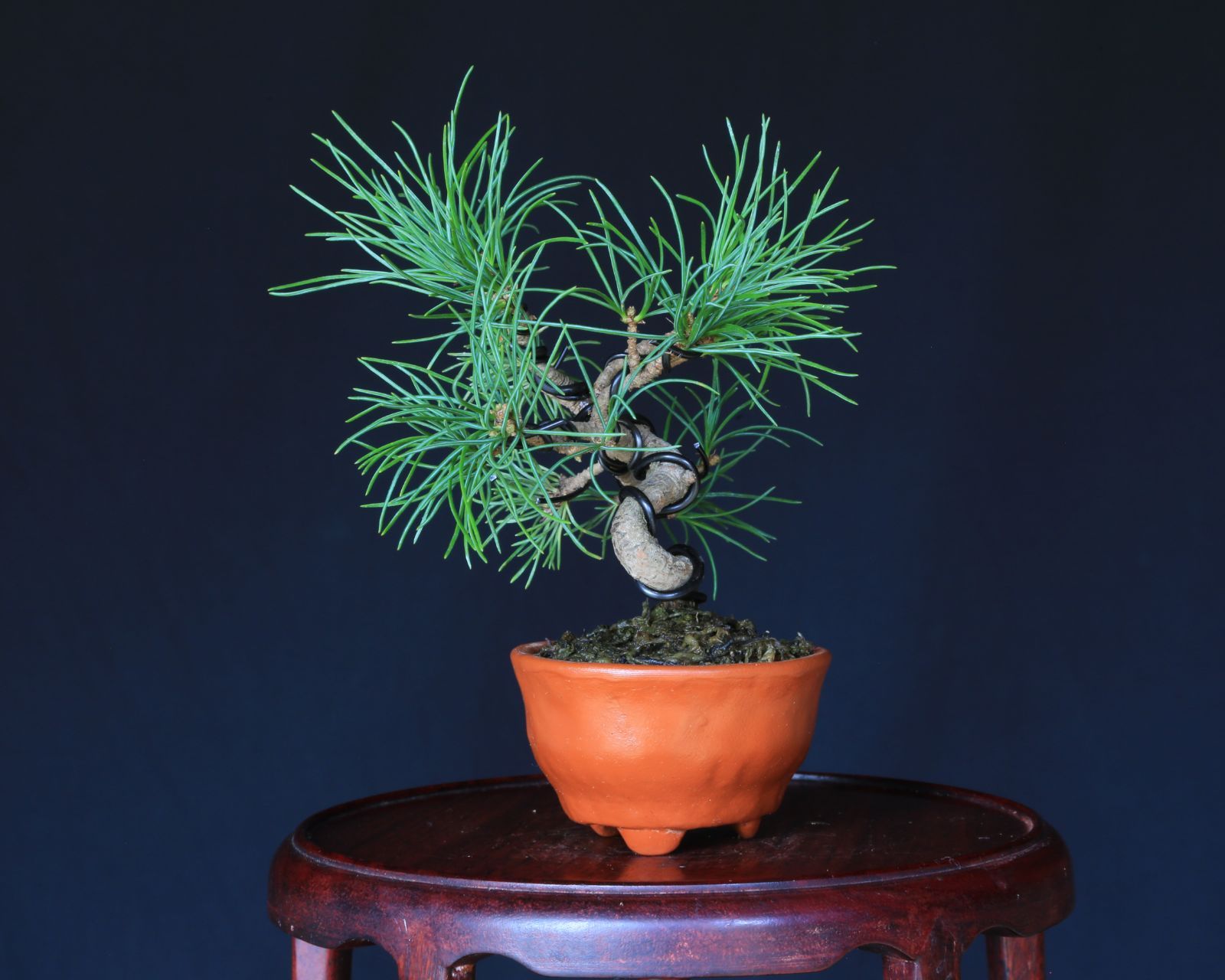 三河黒松盆栽☆ 黒松 真柏 杜松 中品盆栽 ジン 斜幹 文人木 盆栽