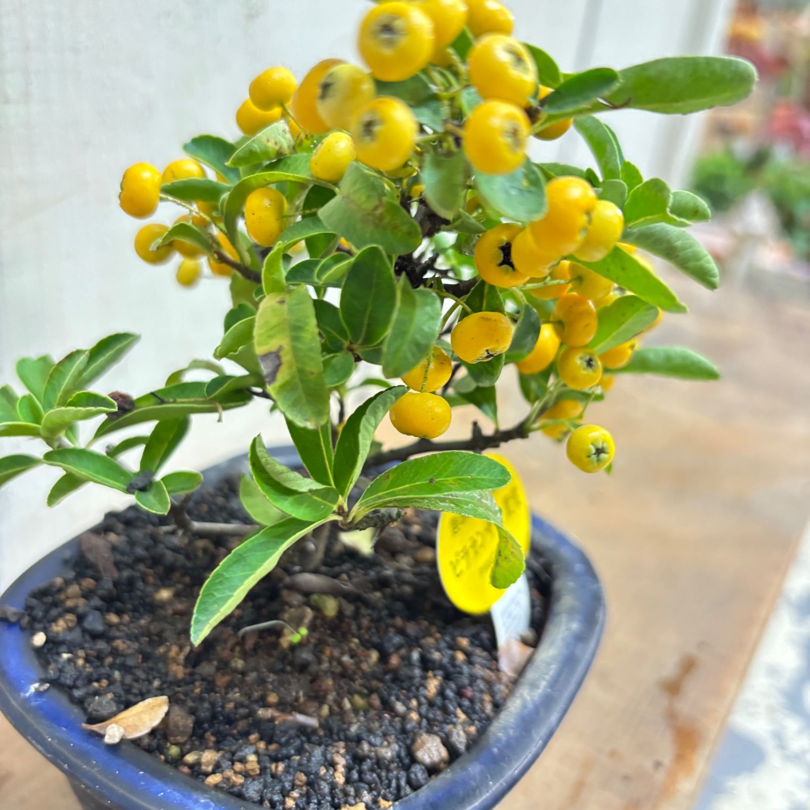 ミニ盆栽 ピラカンサス黄実 小品盆栽 - メルカリ
