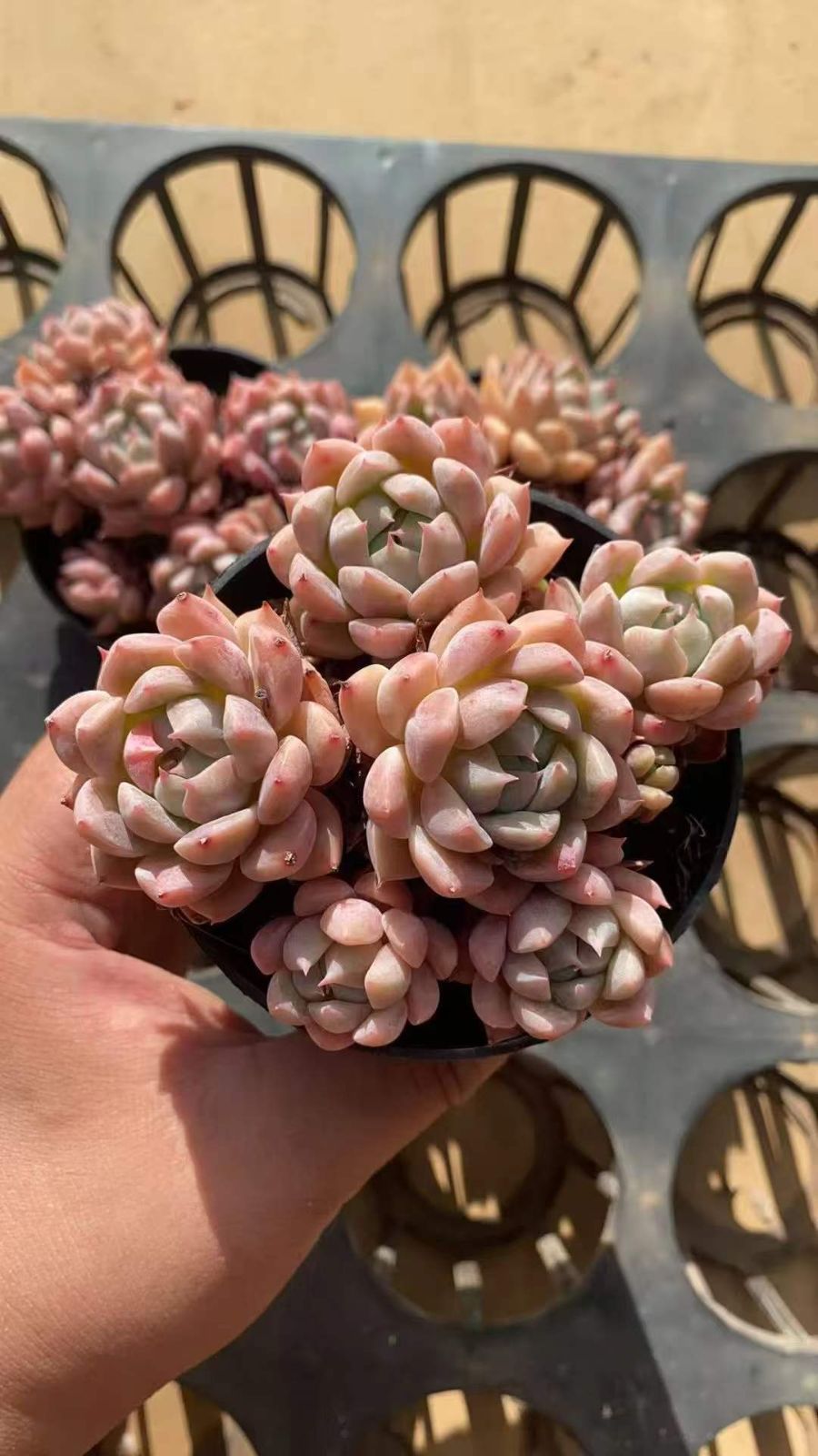 新発売 C6055 粉月影 105苗セット 土と根付き 多肉植物 エケベリア