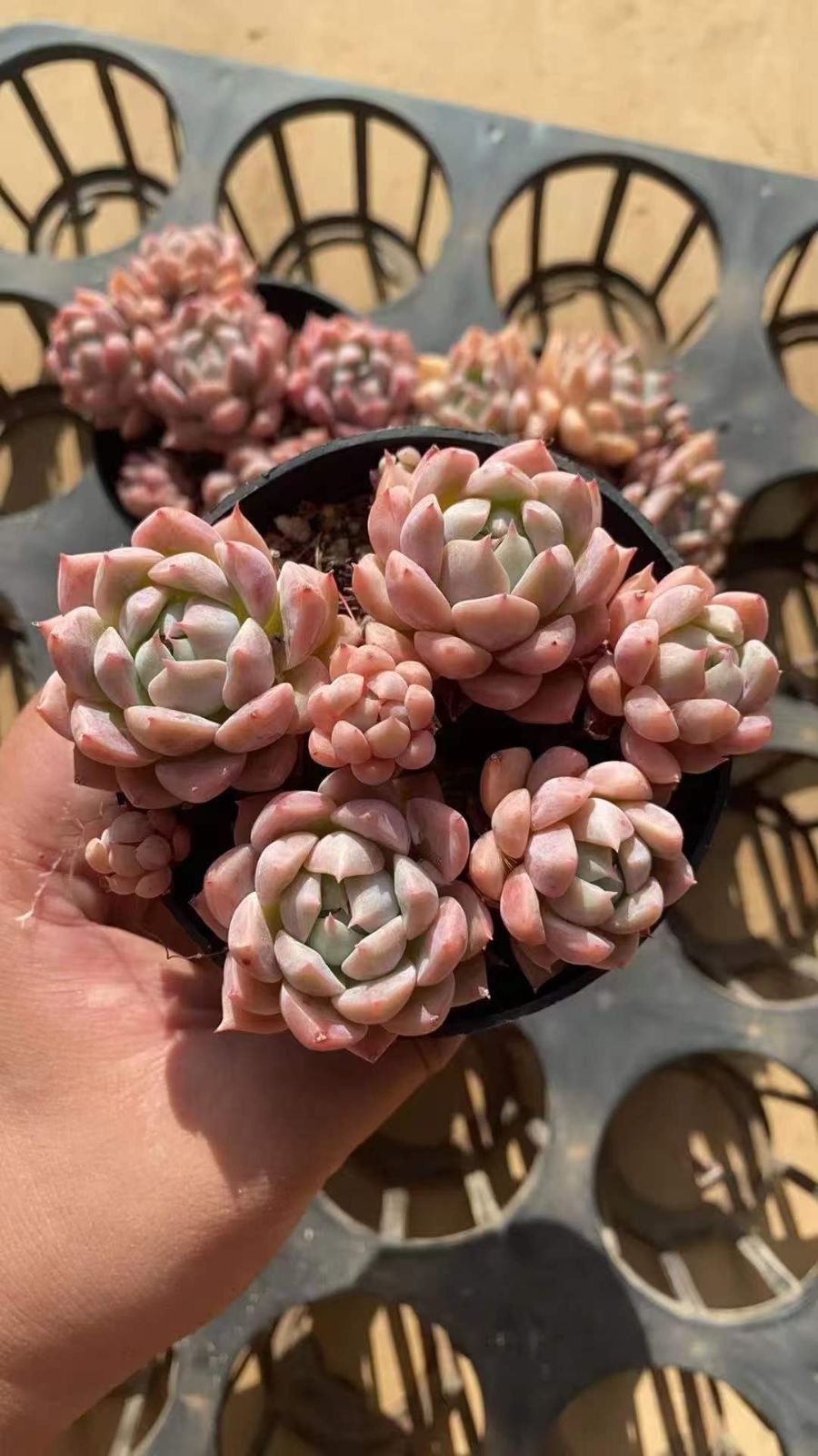 【新入荷】エケべリア韓国苗　スノーライン　多肉植物 　s_6104 18株の抜き苗セット】ピンクスノー 多肉植物 佐川急便発送 エケベリア