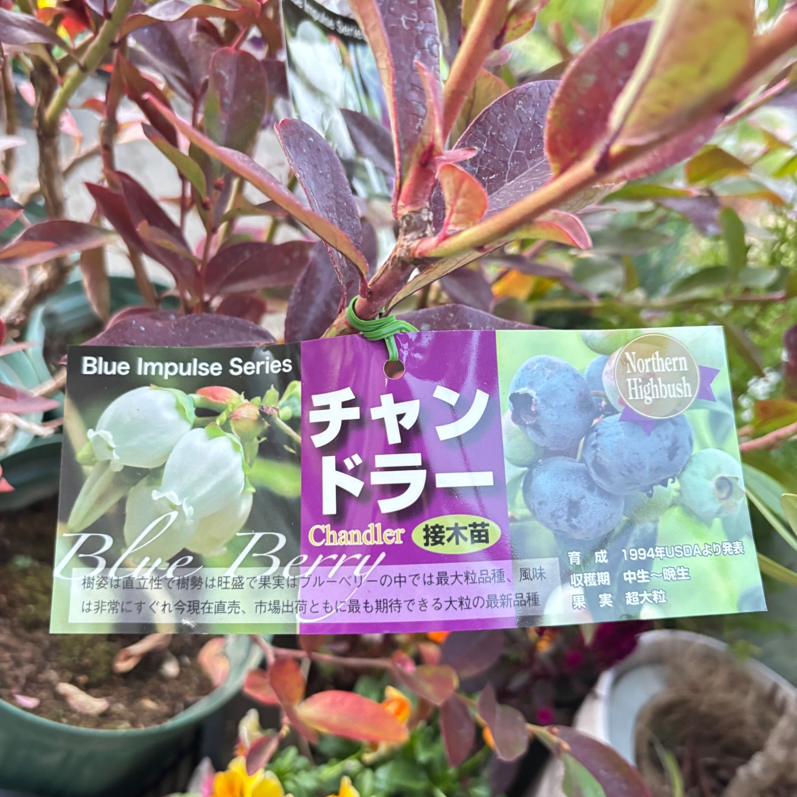 ブルーベリーチャンドラー接ぎ木苗果実が非常に大きくなる高品質品種 