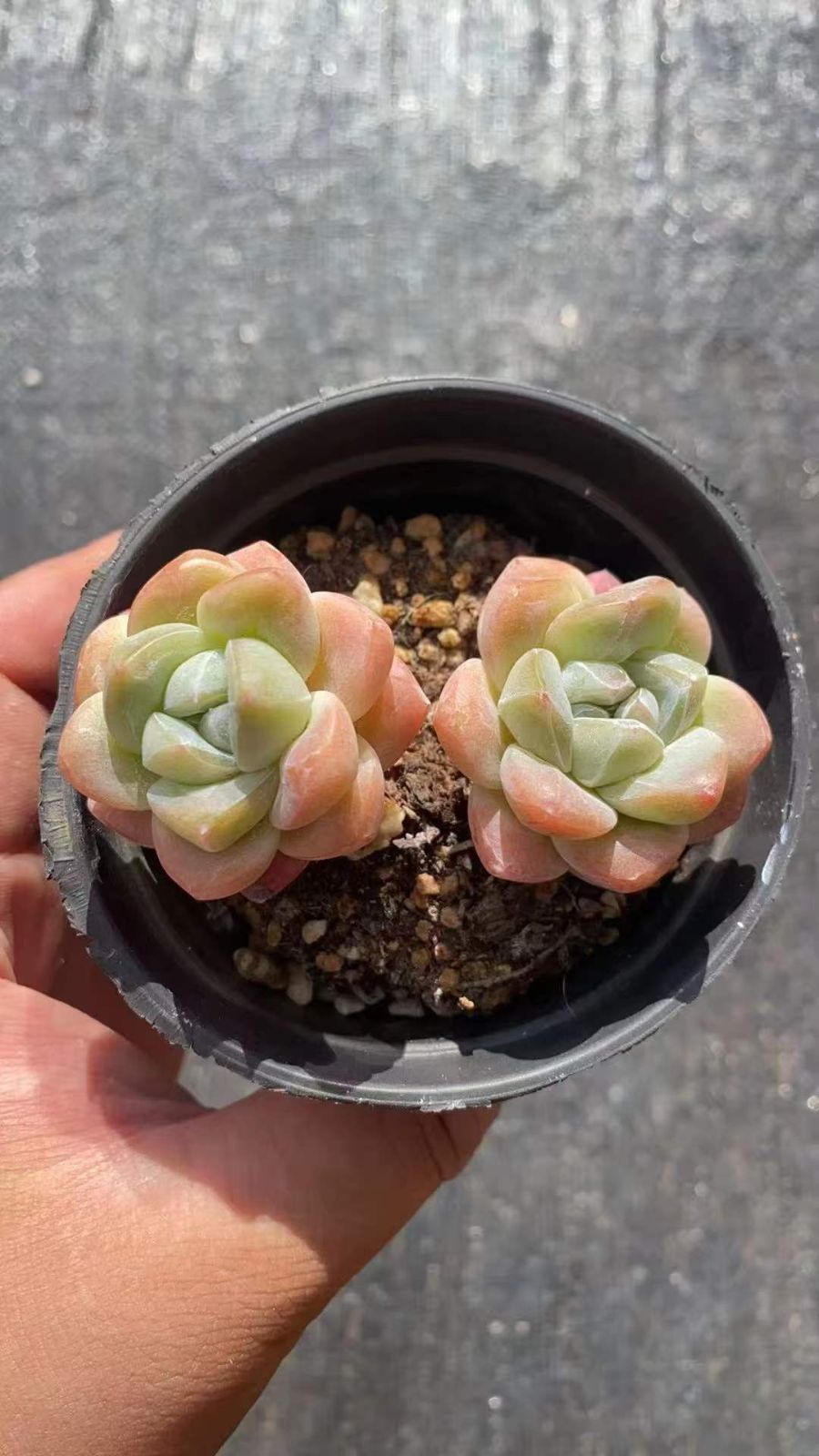 18株の抜き苗セット】アイスグリーン 多肉植物 佐川急便発送