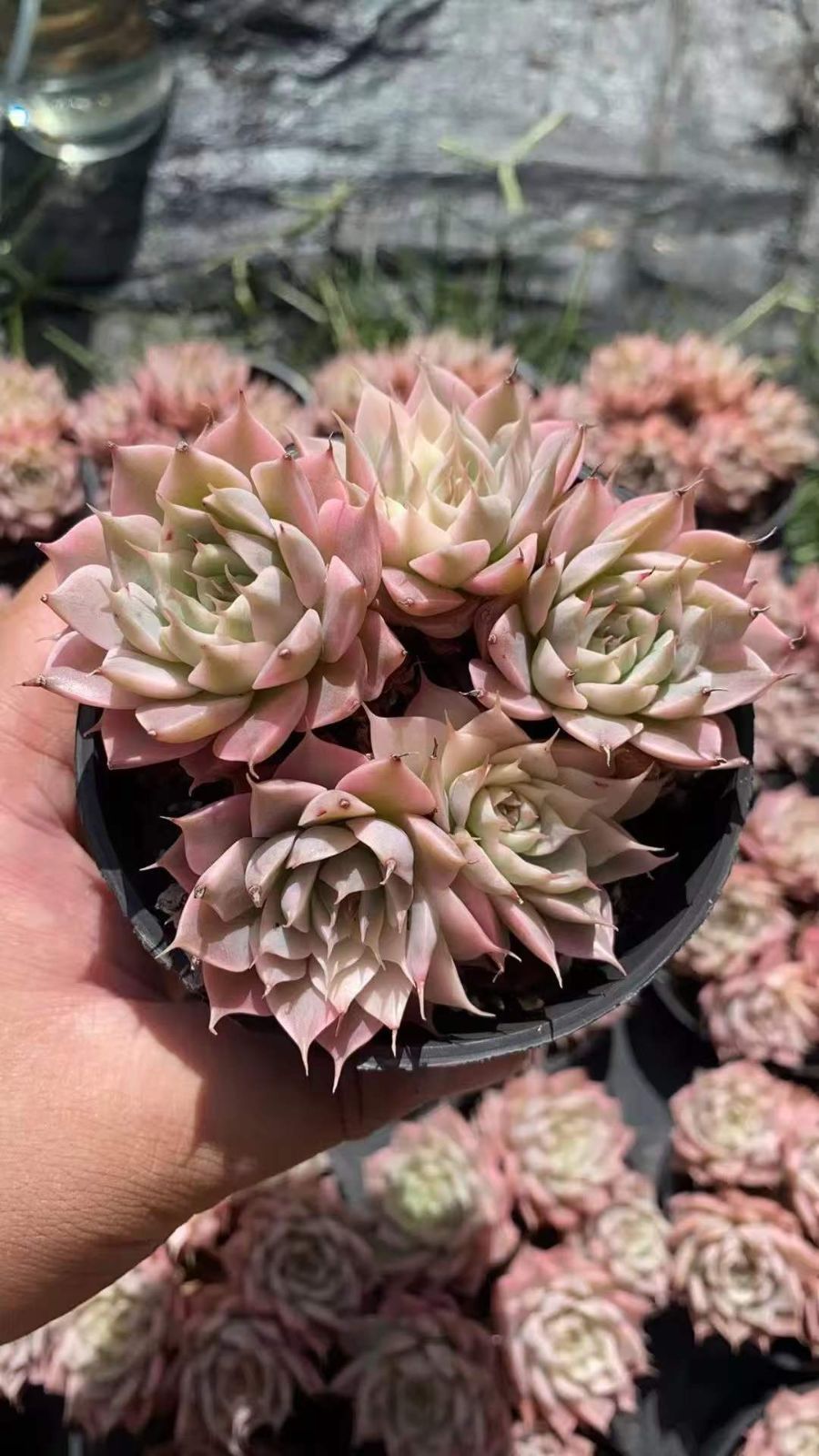 18株の抜き苗セット】 マーガレット 多肉植物 佐川急便発送 エケベリア