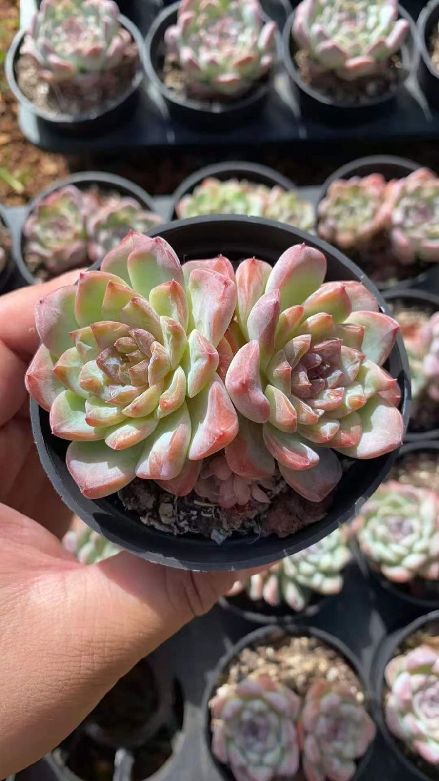 18株の抜き苗セット】アイスアイス 多肉植物 佐川急便発送 エケベリア