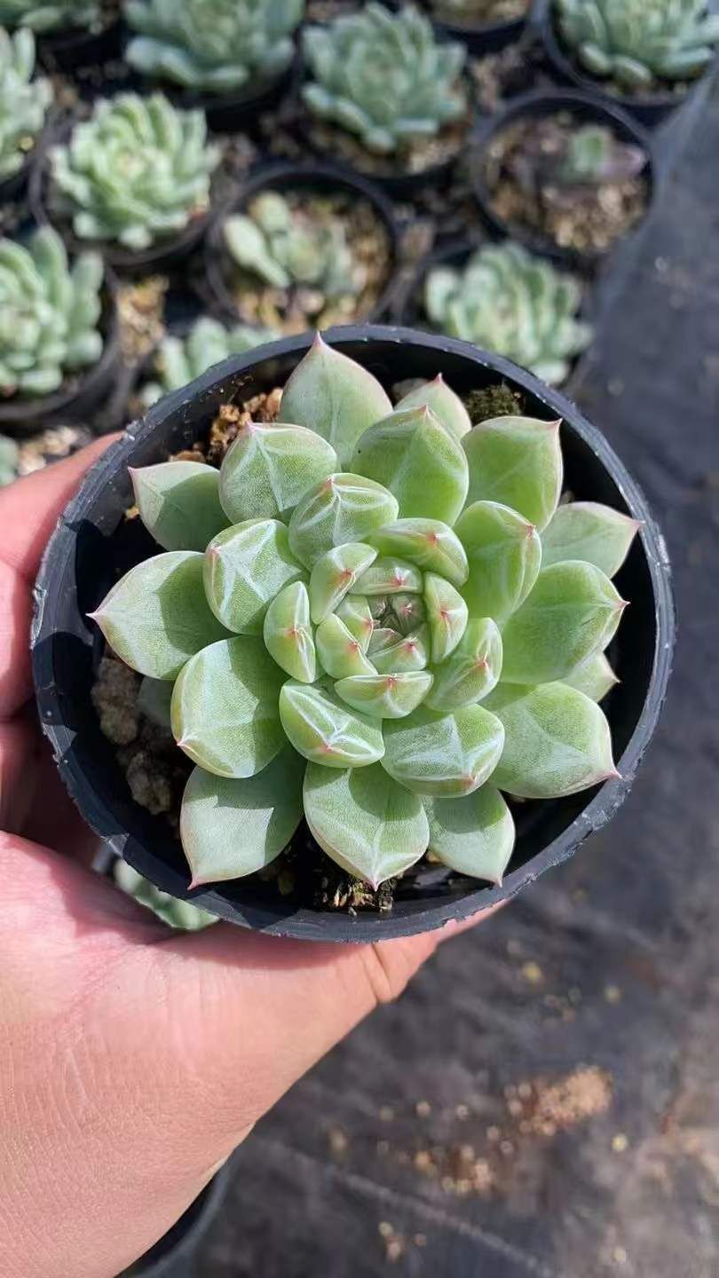 18株の抜き苗セット】スノージェニー 多肉植物 佐川急便発送