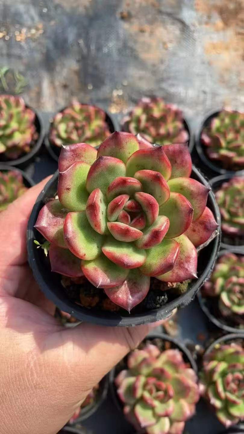 に*。様 乙女心×バルシー 多肉植物抜き苗うに に*。様 乙女心×バルシー 多肉植物抜き苗うに に*。様 乙女