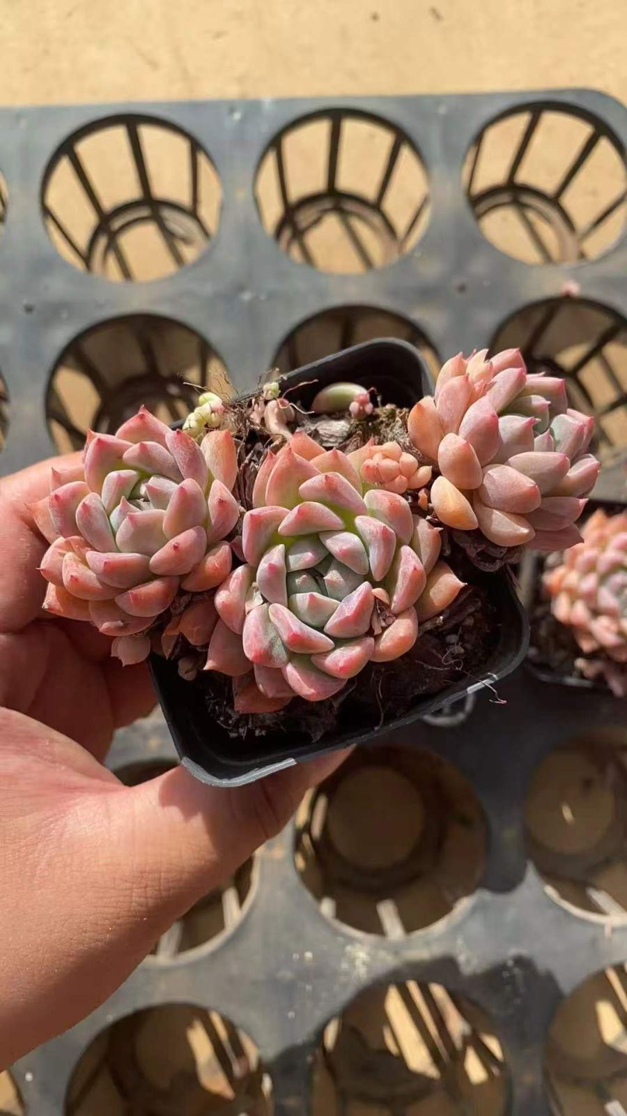 32株の抜き苗セット】ピンクスノー 最も安い 多肉植物 佐川急便発送