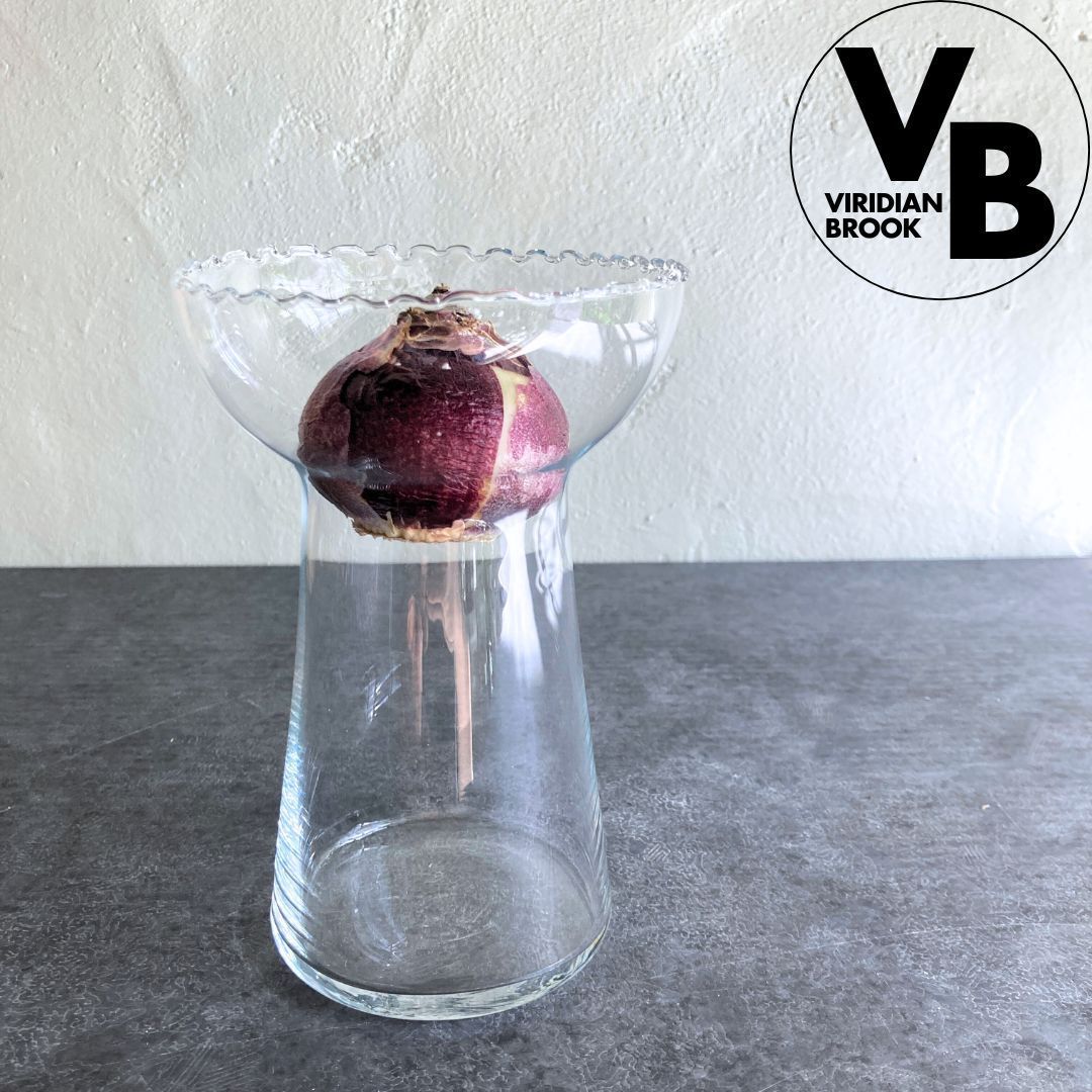 水耕栽培用瓶A】 ガラス ヒヤシンス球根 水栽培 おしゃれ - メルカリ