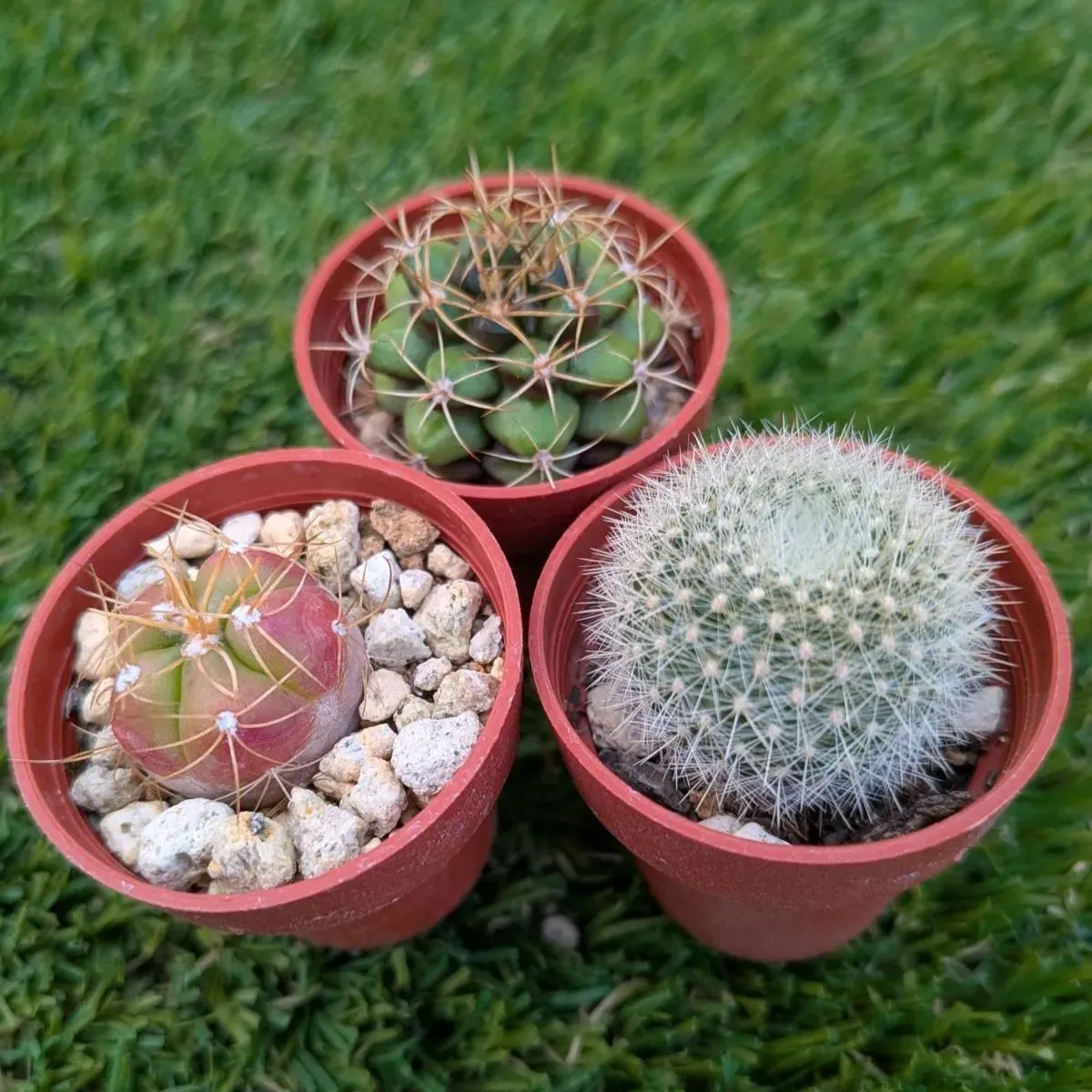 2025年最新】雪晃 サボテンの人気アイテム - メルカリ