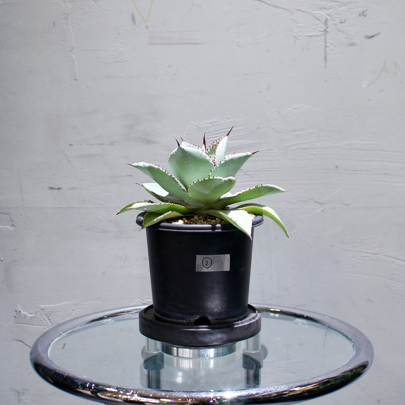 値下げしました！ミッキーマウス「手のひら」99/1500シルクスクリーン