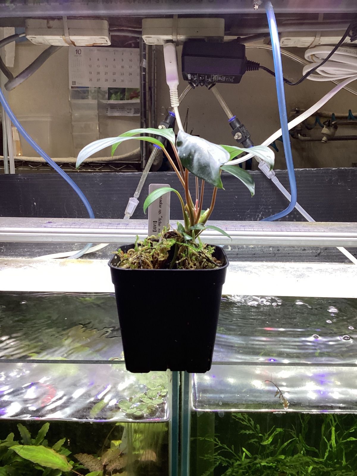 アヌビアスナナ パンダキング アヌビアス・ナナキングコング