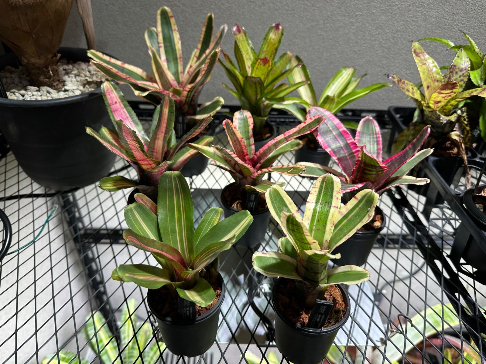 ブロメリア・エアープランツ Billbergia Ivory Tower 送料無料】Billbergia 'Ivory Tower'〔ビルベルギア〕現品発送B0282