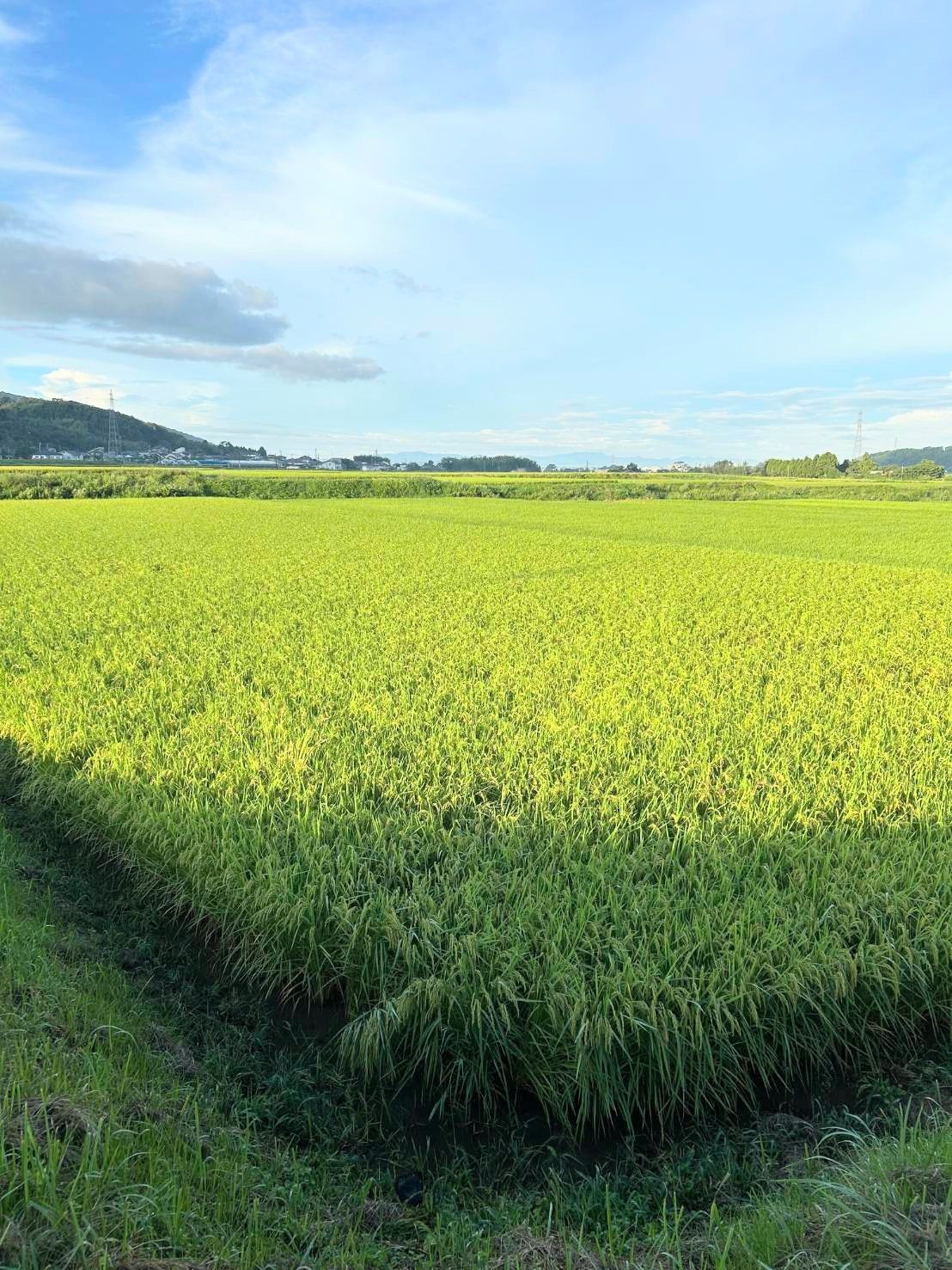 栽培期間中自然栽培米