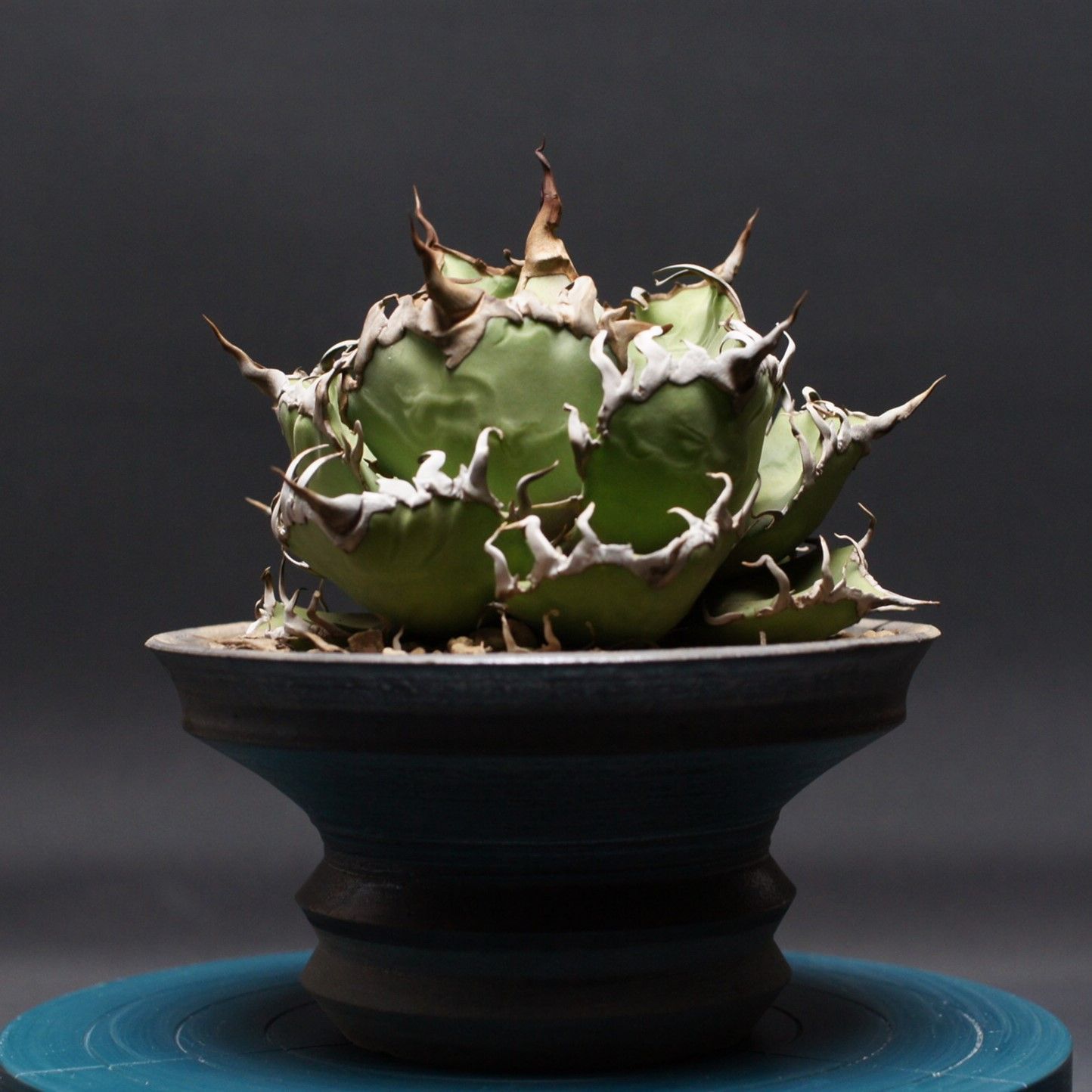 アガベ チタノタ シーザー Agave titanota 管理2420