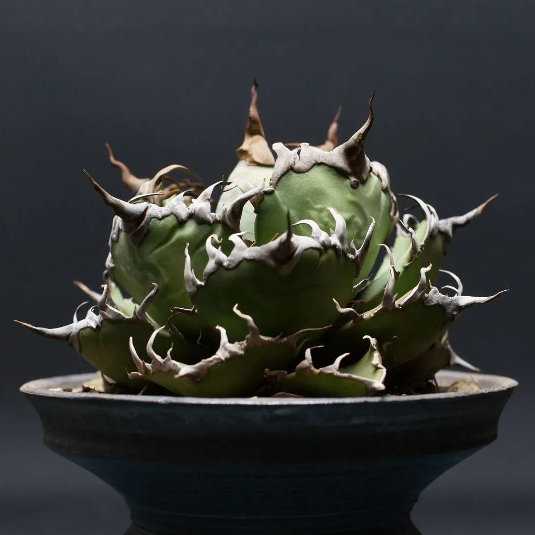 チタノタ シーザー