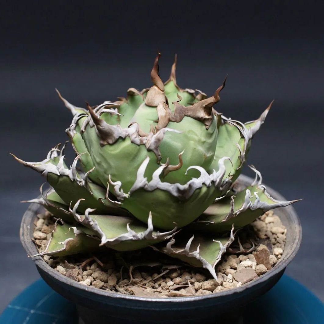 アガベ チタノタ