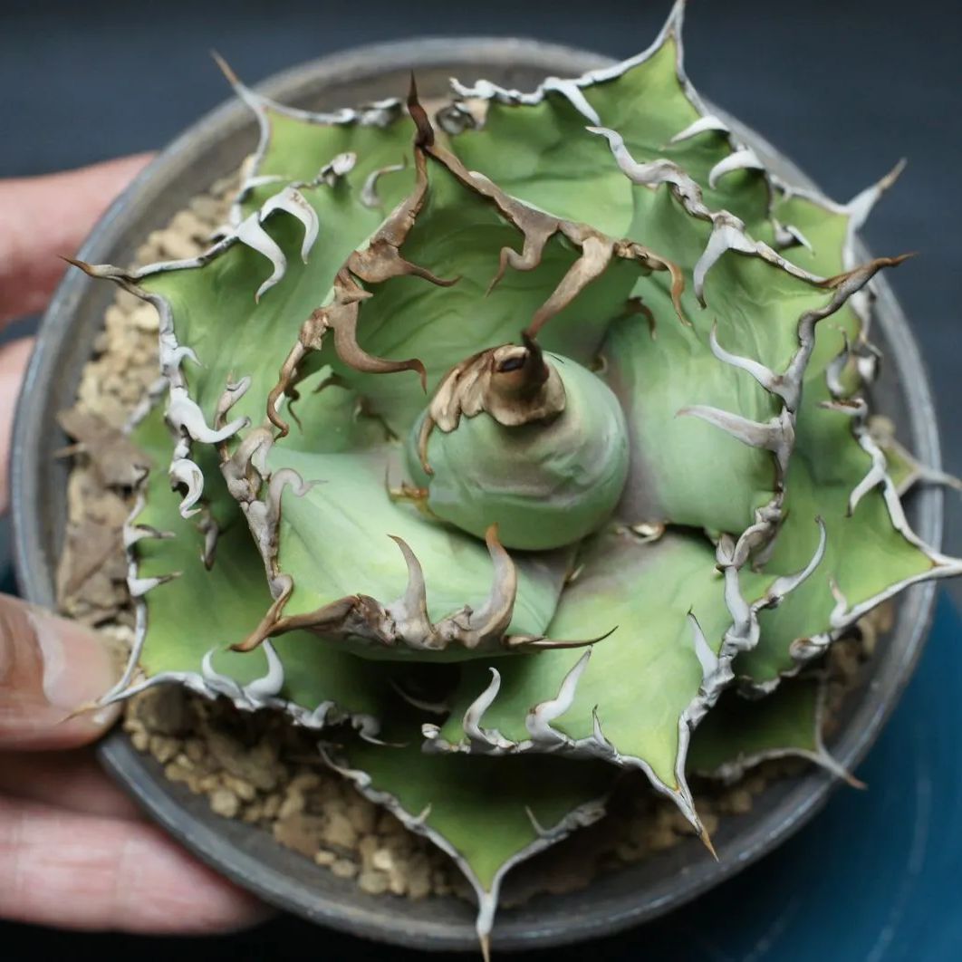  アガベ チタノタ シーザー Agave titanota 管理2420 アガベ 観葉植物