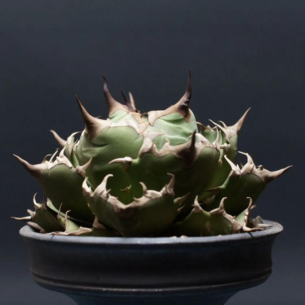 チタノタ 姫厳竜