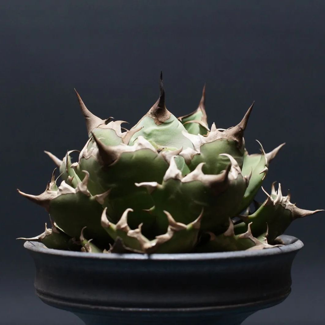 アガベ チタノタ