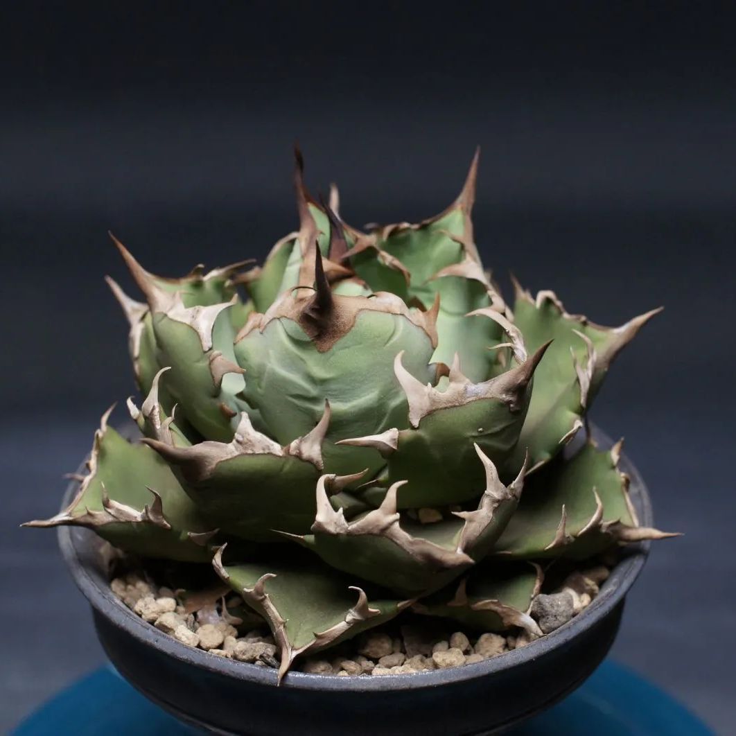 アガベ チタノタ 姫厳竜 Agave titanota 管理2421 アガベ 観葉植物