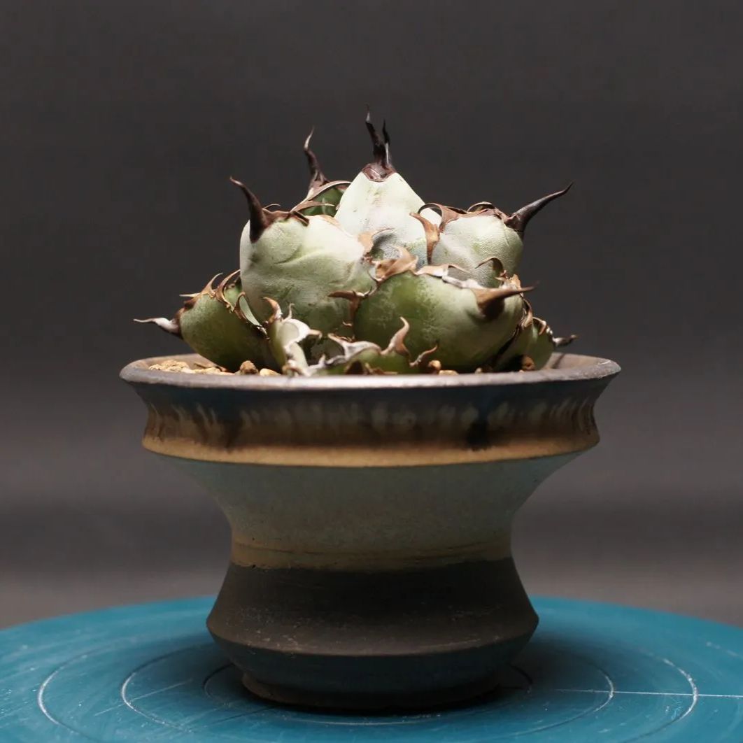 アガベ チタノタ ブラック＆ブルー Agave titanota 管理2422