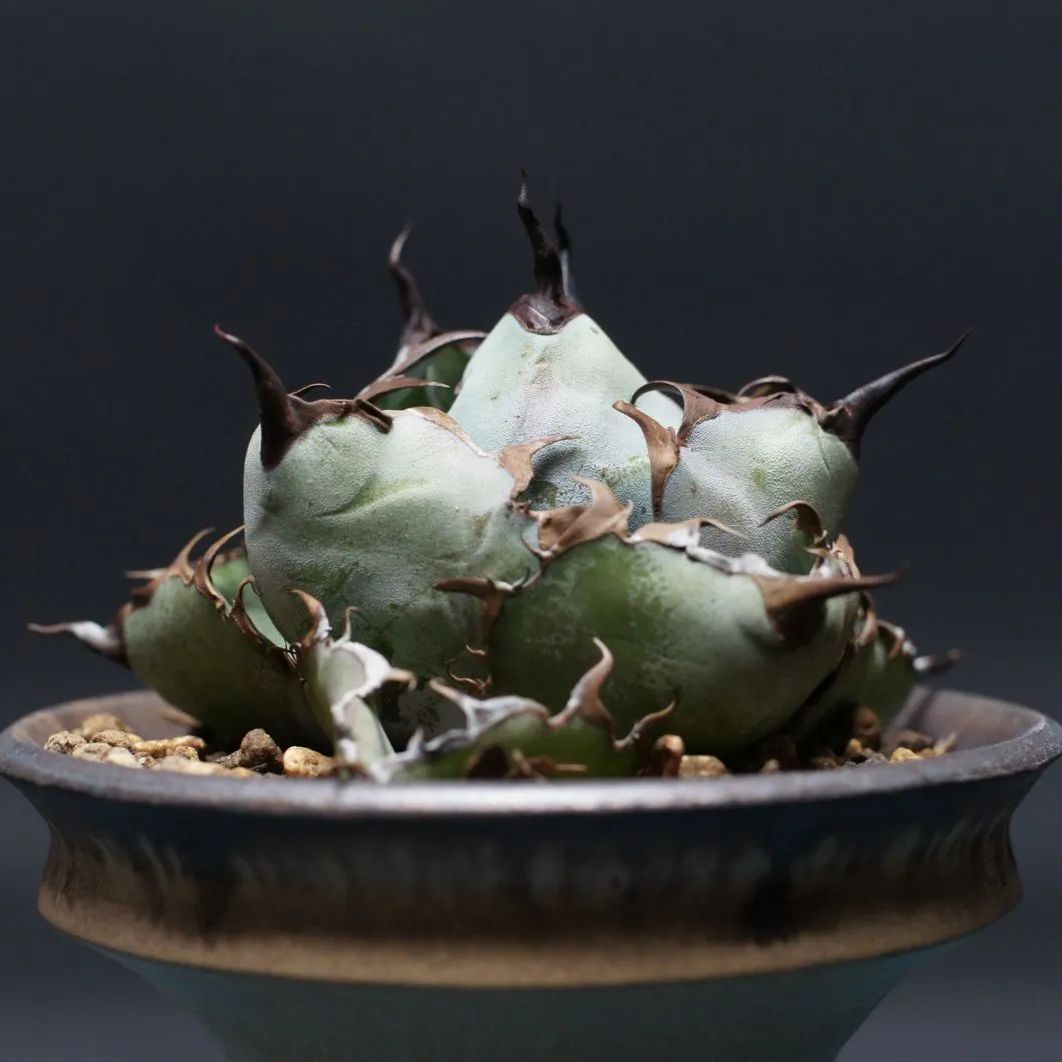 アガベ チタノタ ブラック&ブルー Agave titanota 管理2422