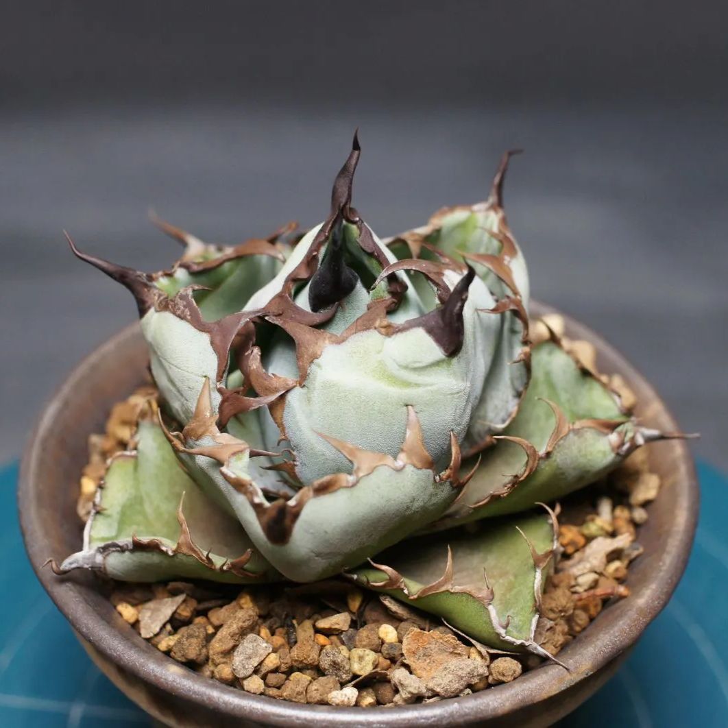  アガベ チタノタ ブラック＆ブルー Agave titanota 管理2422 アガベ 観葉植物