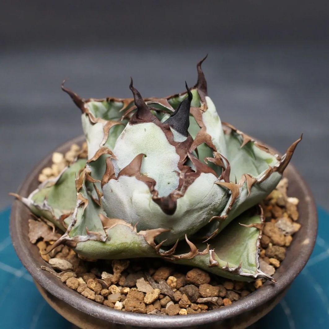 ブラック＆ブルー Agave