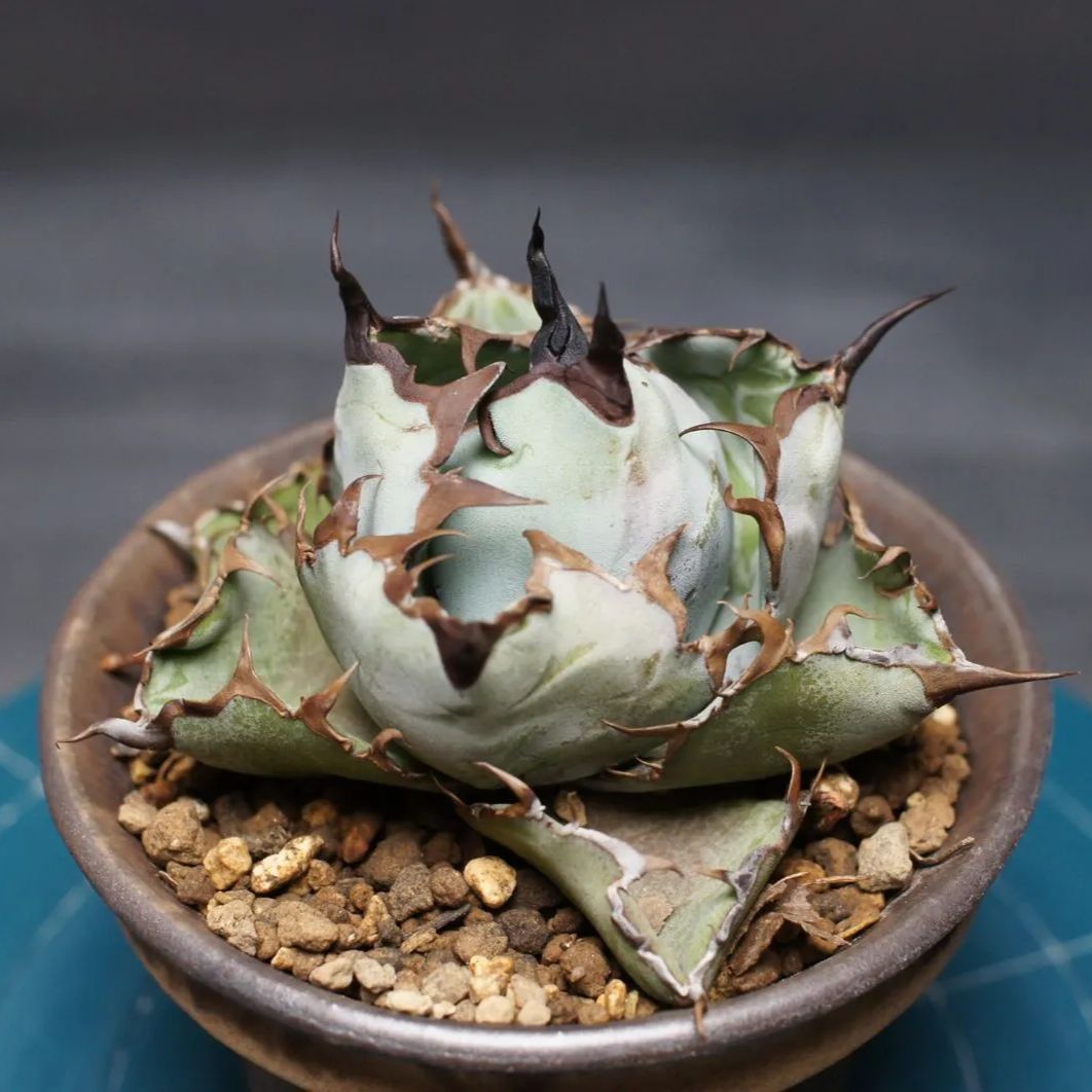 チタノタ ブラック＆ブルー