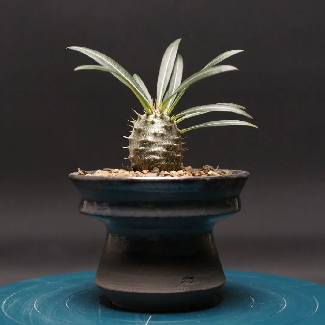 パキポディウム カクチペス 