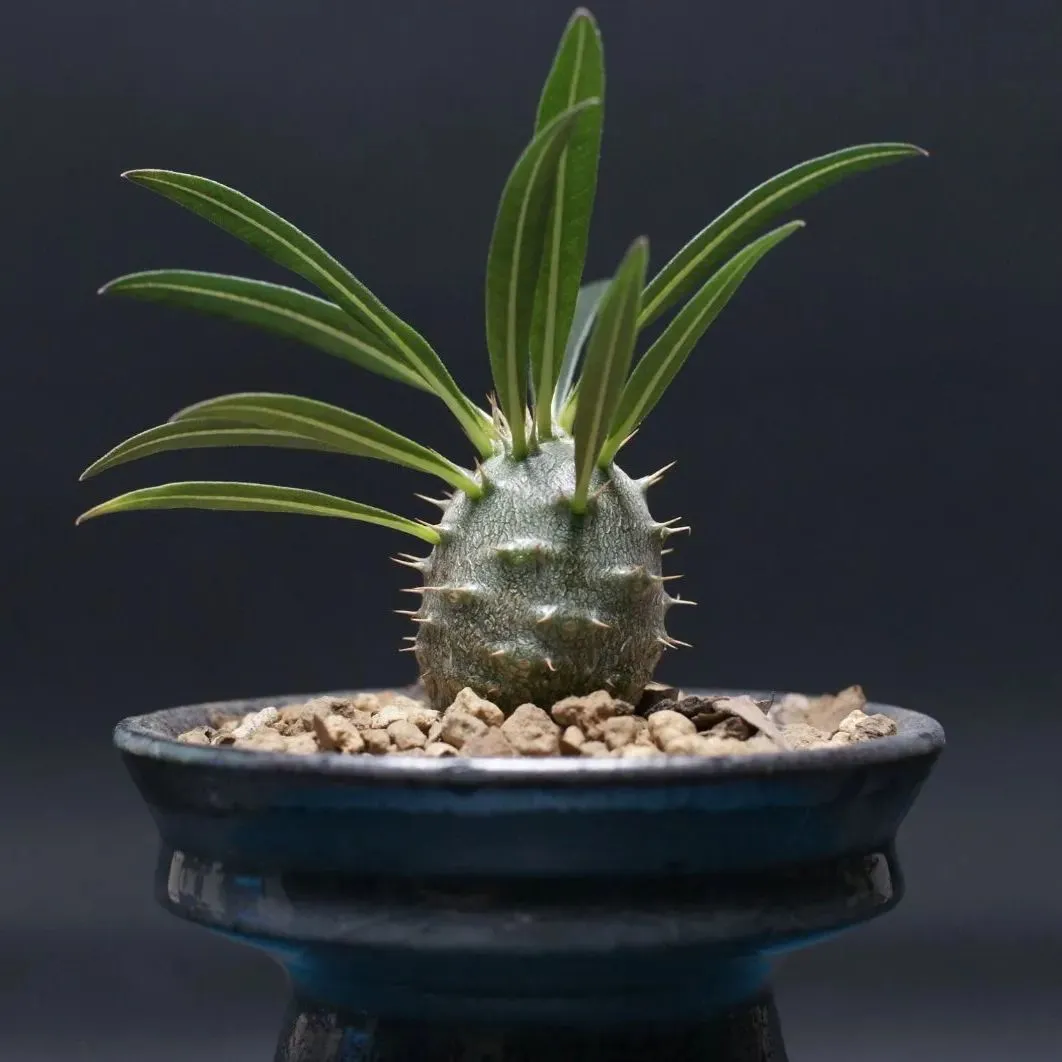 パキポディウム カクチペス 