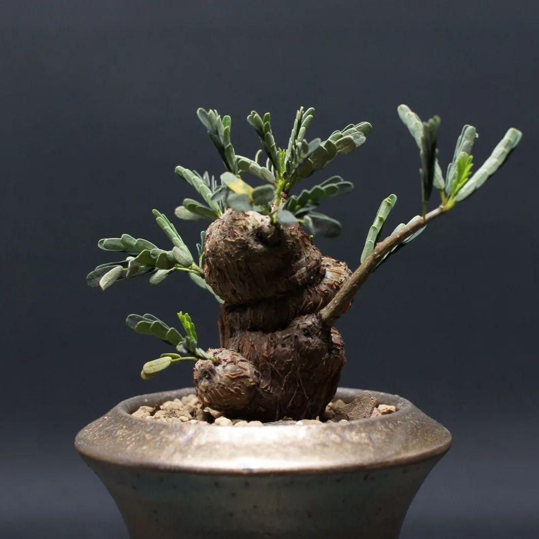 センナ メリディオナリス Senna meridionalis 管理2426