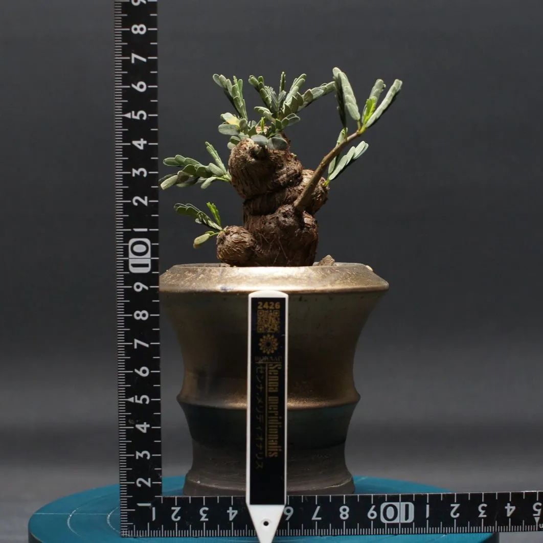 meridionalis 管理2426