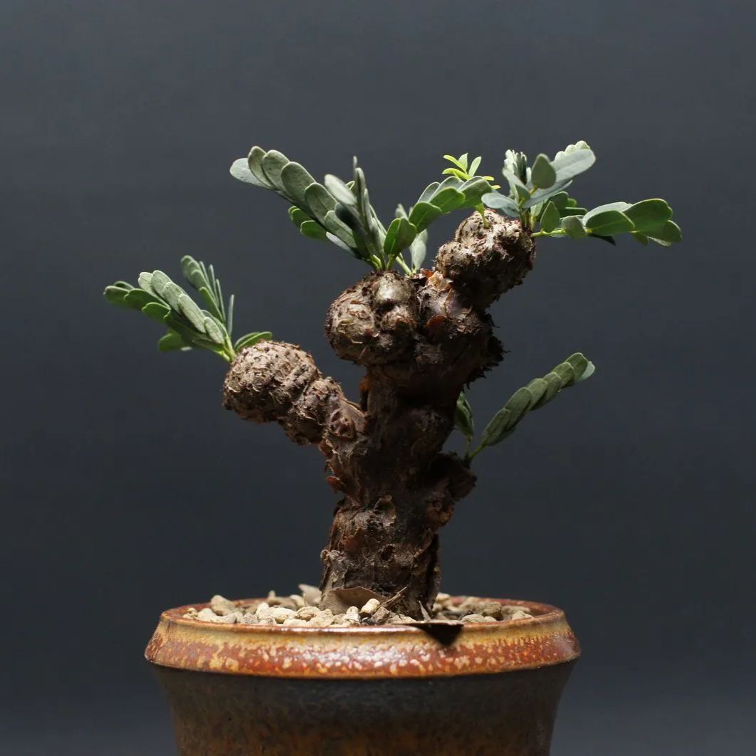 センナ メリディオナリス Senna meridionalis 管理2427