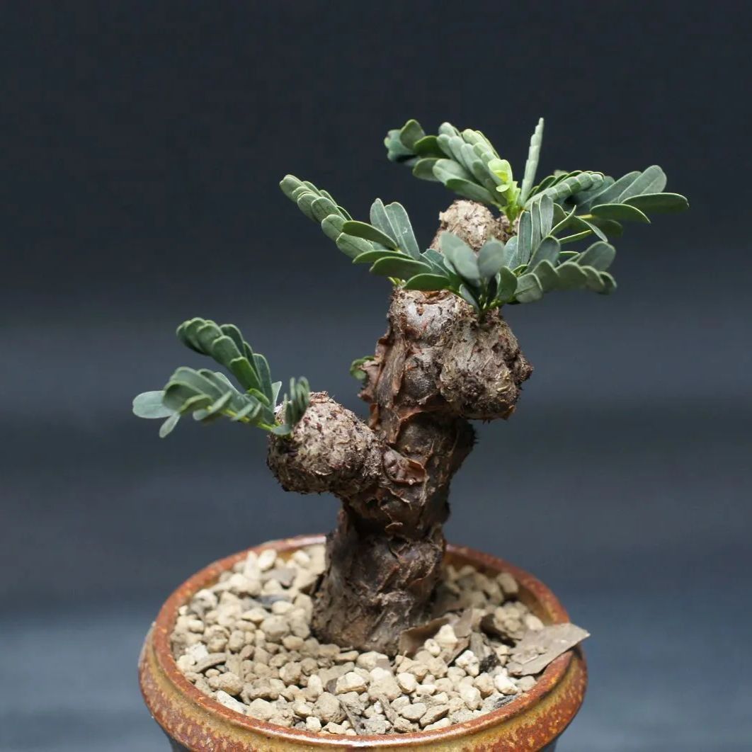 センナ メリディオナリス Senna meridionalis 管理2427