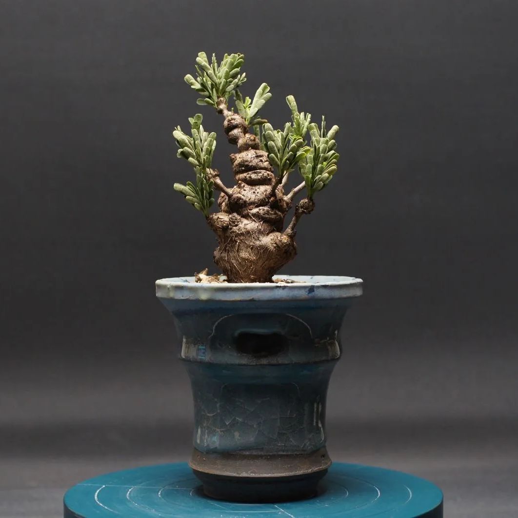 センナ メリディオナリス Senna meridionalis 管理2428