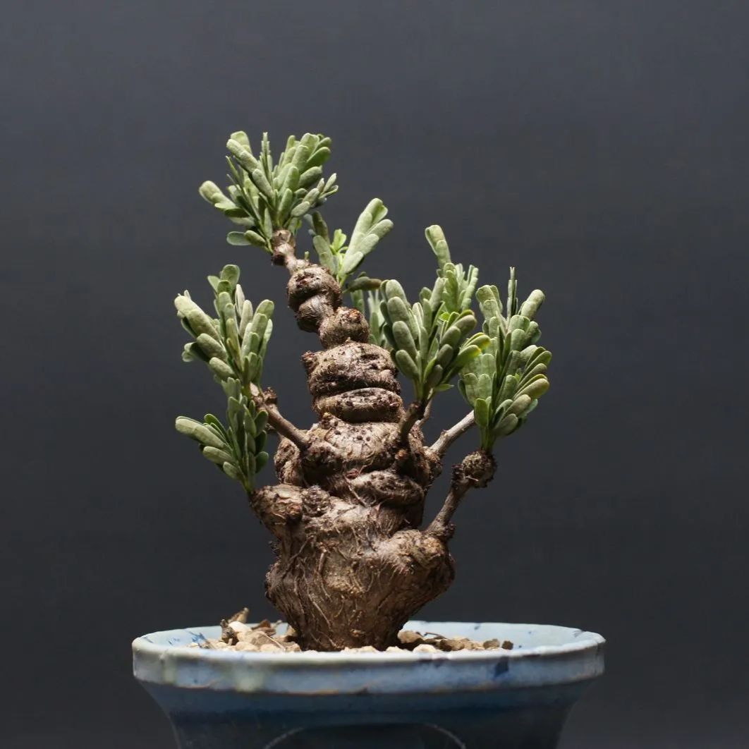 センナ メリディオナリス Senna meridionalis 管理2428