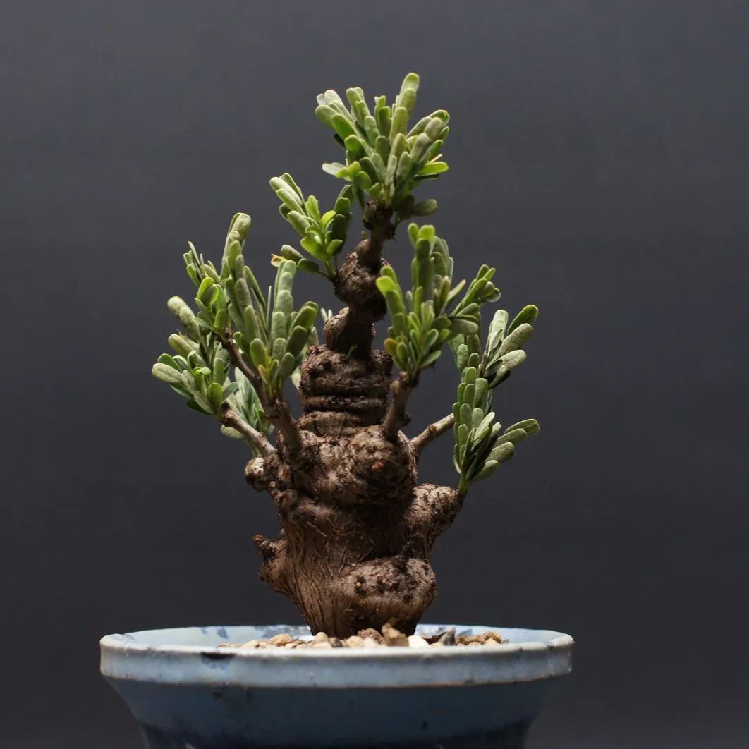 コレクション株　センナメリディオナリス センナ メリディオナリス 