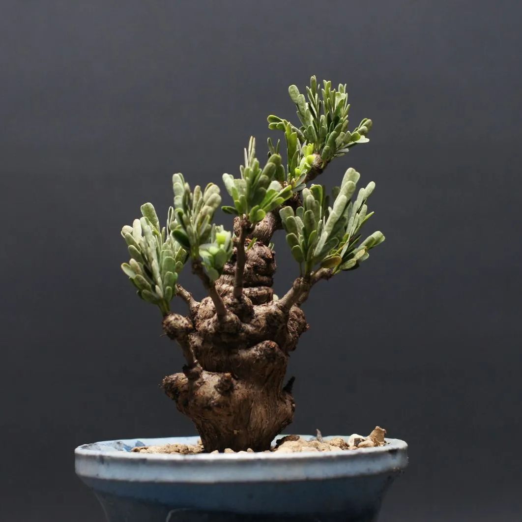 meridionalis 管理2428